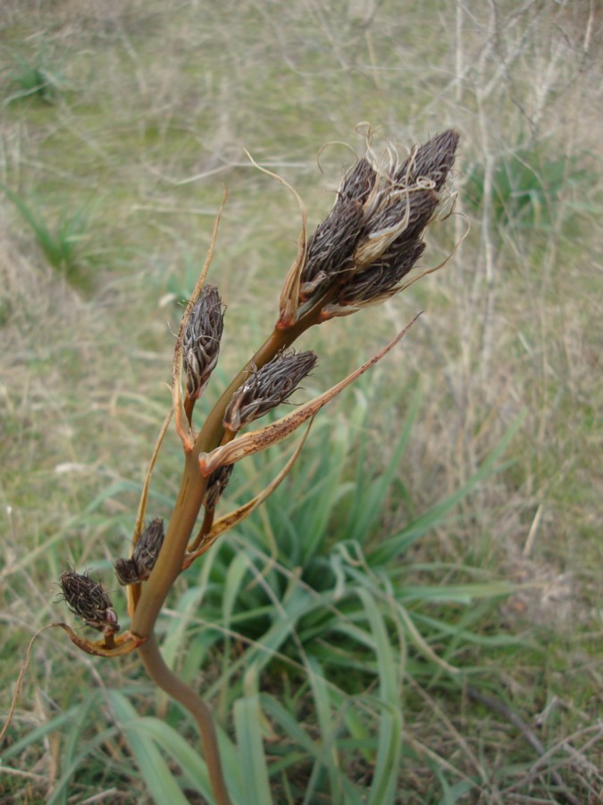 Asphodelus ramosus